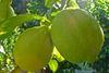 Strikes and strife dominate tricky SA citrus season