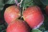 Core Blimey London Orchard Project apple