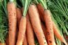 Carrots from Alhabouny