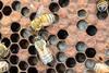 Research underway to help Australian beekeepers curb Varroa mite impact