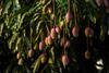 Tommy Atkins mango Adobe Stock