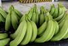 Ecuador bananas