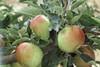 Apples under threat from price cuts