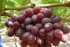 Crimson Seedless grapes South Africa