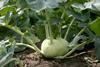 Kohlrabi