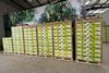 Zespri kiwifruit Fruitbox Kenya