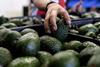 Mexican avocados
