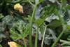 Vegetable sector mourns loss of British summer
