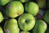 Bramley campaign in Diamond coup