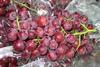 Peruvian grapes Stepac Xtend