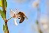 Bee pollinating apple blossom Adobe Stock