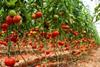 Greenhouse tomatoes