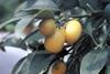Spanish citrus sector suffers