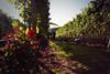 Gusbourne grape harvest