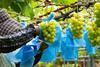 Shine Muscat table grapes in Japan production Adobe Stock