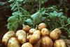 BASF Amflora potatoes