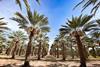 Natural Delights Date Palms