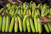 fairtrade bananas foncho