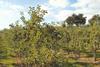 Orchard Picture in Ireland