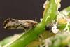 citrus greening