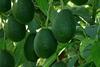 Mission Produce avocados