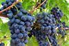 sunworld grape usa california