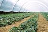 UK polytunnel