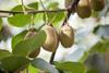 Kiwi_Italien_am_Baum__Jingold__09.jpg