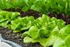Lettuce field Adobe Stock