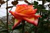 Ecuador gears up for UK flower market