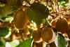 Zespri Green