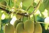 Gold kiwifruit faces 'abandonment'