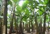 EC banana plantation trees