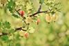 gooseberry-176450_1920