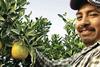 California citrus