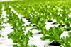 NE Staay iceberg leaf lettuce