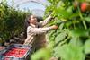 Soft-fruit grower Castleton Farm
