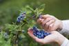 GEN Blueberries AdobeStock_54426492[1]