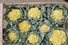 Cauliflowers are sunburnt due to extreme heat