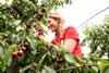 Photo credit Love Fresh Cherries