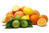 Rückläufige Citrusproduktion in der nördlichen Hemisphäre