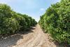 Florida orange orchard Adobe Stock