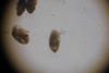 The Epitrix potato flea beetle. Pic: Forest & Kim Starr