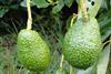 Neuseeland Bay of Plenty - Avocado Hass (17)