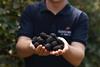 BritishBlackberryHarvest2026_Overs_323
