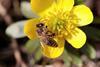 Bayer bee neonics study