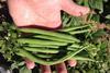 Senegal green beans_2