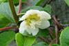 Male kiwifruit flower CREDIT TO: Markus Nolf