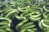 Ecuador Bio-Bananen - Produktion & Verpackung (6)
