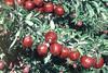 US apple crop damaged